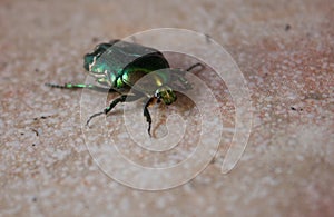 Colorful bug on a floor in Croatia photo