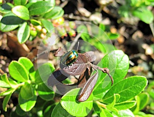 Colorful bug on wild flower, Lithuania