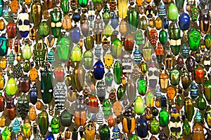 Colorful bugs and beetles