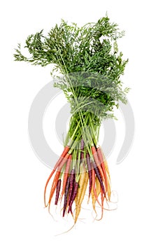 Colorful bunch of assorted varieties of carrots