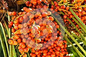 Colorful bunch of Dates in the palm tree