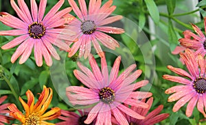 COLORFUL BUNCH OF GERBER DAISIES