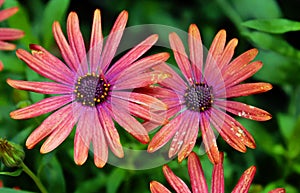 COLORFUL BUNCH OF GERBER DAISIES