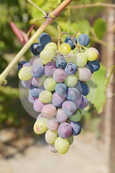 Colorful bunch grapes outdoors.