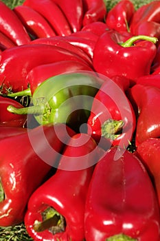 Colorful bunch of pepper