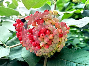 Colorful bunches of berries on a green tree