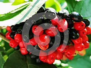 Colorful bunches of berries on the tree in summer in macro