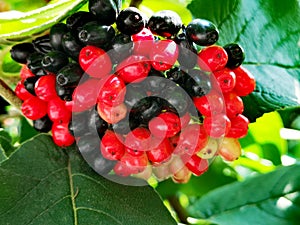 Colorful bunches of exotic berries on a green tree