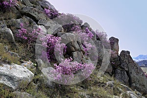 Colorful bush of a rhododendron