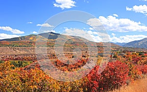 Colorful bushes during autumn time near Aspen, Colorado