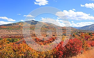 Colorful bushes during autumn time near Aspen, Colorado photo
