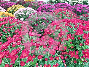 Colorful bushes of Chrysanthemum flowers