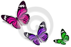 Colorful butterflies photo