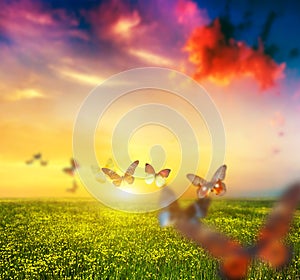 Colorful butterflies flying over spring meadow with flowers