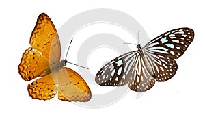 Colorful butterflies isolated on white background