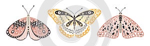 Colorful butterflies and moths, a set of three vector illustrations