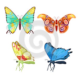 Colorful Butterflies Set