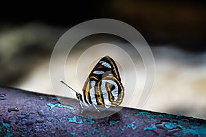 colorful butterfly