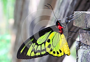 Colorful Butterfly