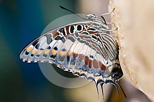 Colorful butterfly