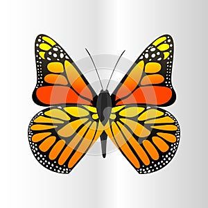 Colorful butterfly with abstract decorative pattern summer free fly present silhouette and beauty nature spring insect