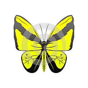 Colorful butterfly with abstract decorative pattern summer free fly present silhouette and beauty nature spring insect