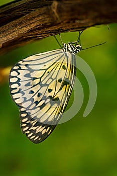 Colorful butterfly against green leaves