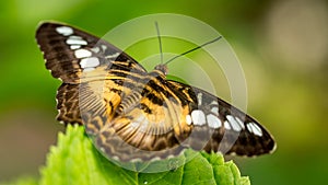 Colorful butterfly against green leaves