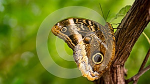 Colorful butterfly against green leaves