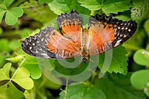 Colorful butterfly against green leaves