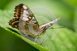 Colorful butterfly against green leaves