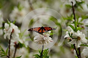 Colorful butterfly on almond flowers