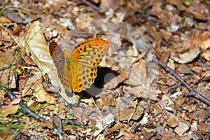 Colorful butterfly Argynnis paphia Linnaeus, 1758 on the thistle flower in Val d`Aveto natural park - Liguria - I