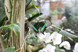 colorful butterfly attached to a branch of photo