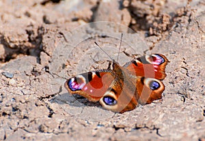 Colorful butterfly