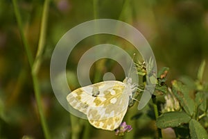 Colorful  butterfly  bath white pontia daplidice sitting on  leaf.