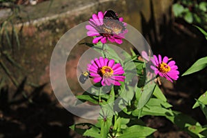 A colorful butterfly and Carpenter bee (Xylocopa) pollinating a pink daisy flower