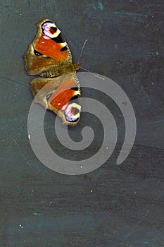 Colorful butterfly on a dark wooden table surface