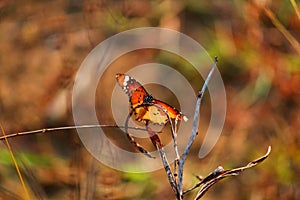 Colorful butterfly on a dried plant