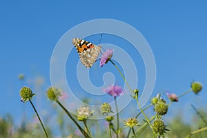 Colorful butterfly feeding on a bright pink flower. Macro of a Painted Lady butterfly against blue sky. Butterfly on a spring