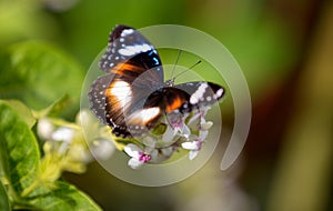 Colorful butterfly feeding on a white flower