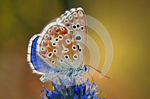 Colorato farfalla sul fiore 