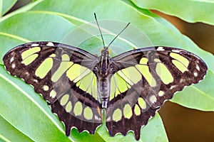 Colorful butterfly on flower