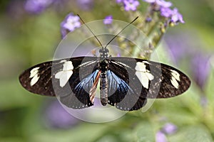 Colorful butterfly on a flower