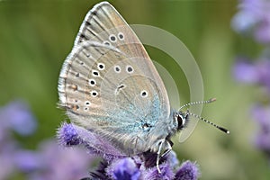 Colorful butterfly on a flower