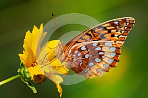 Colorful butterfly on flower