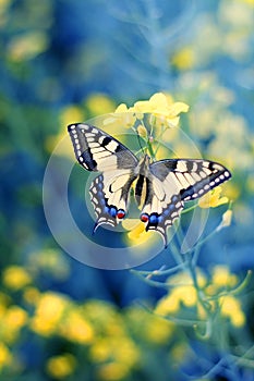 Colorful butterfly on flower,close up