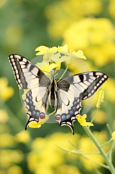 Colorful butterfly on flower,close up