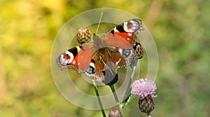 Peacock butterfly