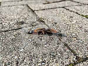 A colorful butterfly is gently resting on the ground atop a brick sidewalk photo